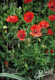 Image result for Papaver rhoeas
