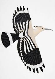 Attēlu rezultāti vaicājumam “Upupa epops adult”