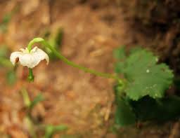 Attēlu rezultāti vaicājumam “Moneses uniflora fruit”