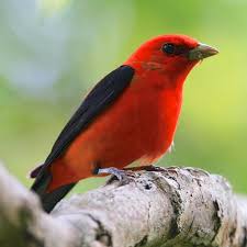 Image result for Piranga olivacea