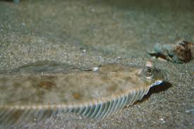 Image result for Platichthys flesus