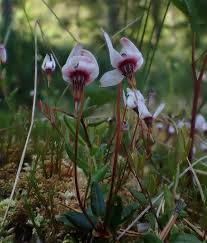 Attēlu rezultāti vaicājumam “Oxycoccus palustris”