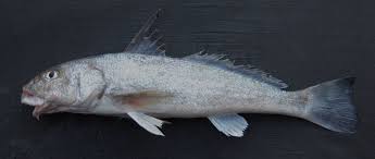 Image result for Menticirrhus americanus