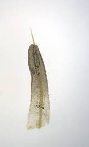 Attēlu rezultāti vaicājumam “Tortula lingulata”