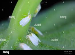 Attēlu rezultāti vaicājumam “Aleurochiton aceris nymph”