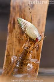 Attēlu rezultāti vaicājumam “Hydrochara caraboides”