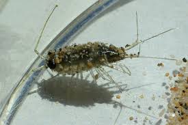 Attēlu rezultāti vaicājumam “Ligidium hypnorum”