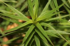 Attēlu rezultāti vaicājumam “Polytrichastrum formosum”