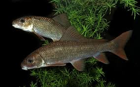 Image result for Moxostoma carinatum