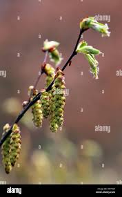 Attēlu rezultāti vaicājumam “Carpinus betulus female flower”