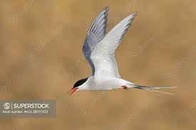 Attēlu rezultāti vaicājumam “Sterna”