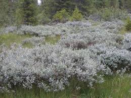 Attēlu rezultāti vaicājumam “Salix lapponum”