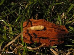 Attēlu rezultāti vaicājumam “Ampedus pomorum”