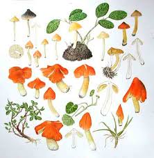 Attēlu rezultāti vaicājumam “Hygrocybe pseudoconica”