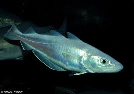 Image result for Merlangius merlangus