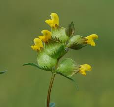 Attēlu rezultāti vaicājumam “Rhinanthus serotinus fruit”