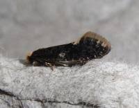 Attēlu rezultāti vaicājumam “Monopis weaverella”