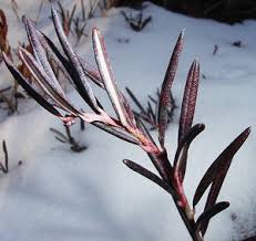 Attēlu rezultāti vaicājumam “Andromeda polifolia leaf”