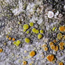 Attēlu rezultāti vaicājumam “Candelariella sp.”