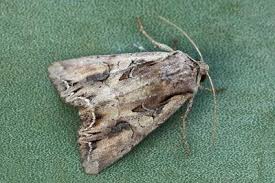 Attēlu rezultāti vaicājumam “Lacanobia suasa”