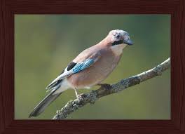 Attēlu rezultāti vaicājumam “Garrulus glandarius”