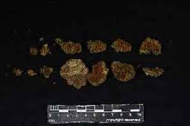 Attēlu rezultāti vaicājumam “Pogonatum dentatum”