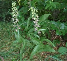 Attēlu rezultāti vaicājumam “Epipactis helleborine”