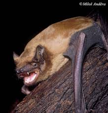 Attēlu rezultāti vaicājumam “Nyctalus noctula”