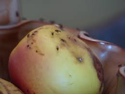 Attēlu rezultāti vaicājumam “Drosophila melanogaster”