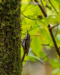 Attēlu rezultāti vaicājumam “Certhia familiaris”