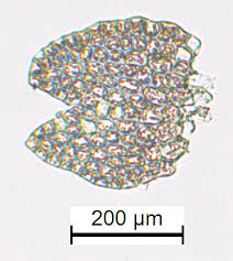 Attēlu rezultāti vaicājumam “Cladopodiella francisci”