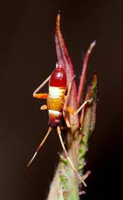 Attēlu rezultāti vaicājumam “Closterotomus biclavatus nymph”