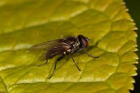 Attēlu rezultāti vaicājumam “Brachycera”