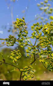 Attēlu rezultāti vaicājumam “Pastinaca sativa subsp. sylvestris”