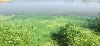 Attēlu rezultāti vaicājumam “Cyanophyta”