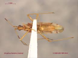 Attēlu rezultāti vaicājumam “Dicyphus sp.”