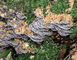 Attēlu rezultāti vaicājumam “Postia tephroleucus”