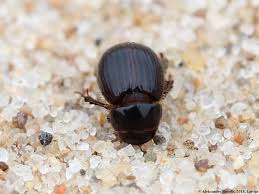 Attēlu rezultāti vaicājumam “Aegialia arenaria”