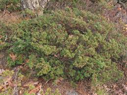 Attēlu rezultāti vaicājumam “Juniperus communis”