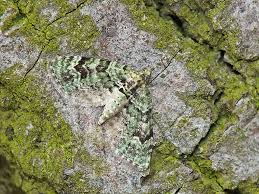 Attēlu rezultāti vaicājumam “Chloroclystis v-ata”