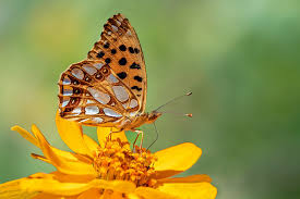 Attēlu rezultāti vaicājumam “Issoria lathonia”