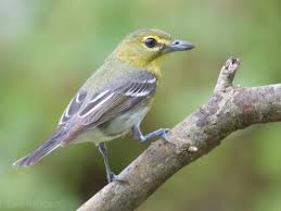 Image result for Vireo flavifrons