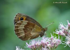 Attēlu rezultāti vaicājumam “Erebia aethiops”