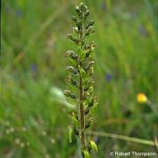 Attēlu rezultāti vaicājumam “Listera ovata flower”