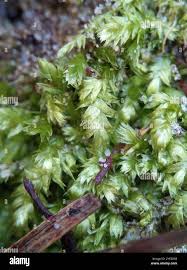 Attēlu rezultāti vaicājumam “Plagiothecium sp.”