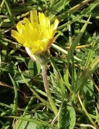 Attēlu rezultāti vaicājumam “Hieracium vulgatum bud”