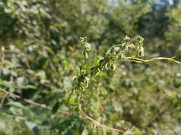 Attēlu rezultāti vaicājumam “Fallopia dumetorum”