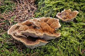 Attēlu rezultāti vaicājumam “Onnia triquetra”