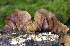 Attēlu rezultāti vaicājumam “Tremella foliacea”