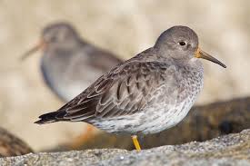Attēlu rezultāti vaicājumam “Calidris maritima”